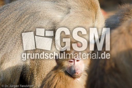 Mantelpavian (15 von 16).jpg